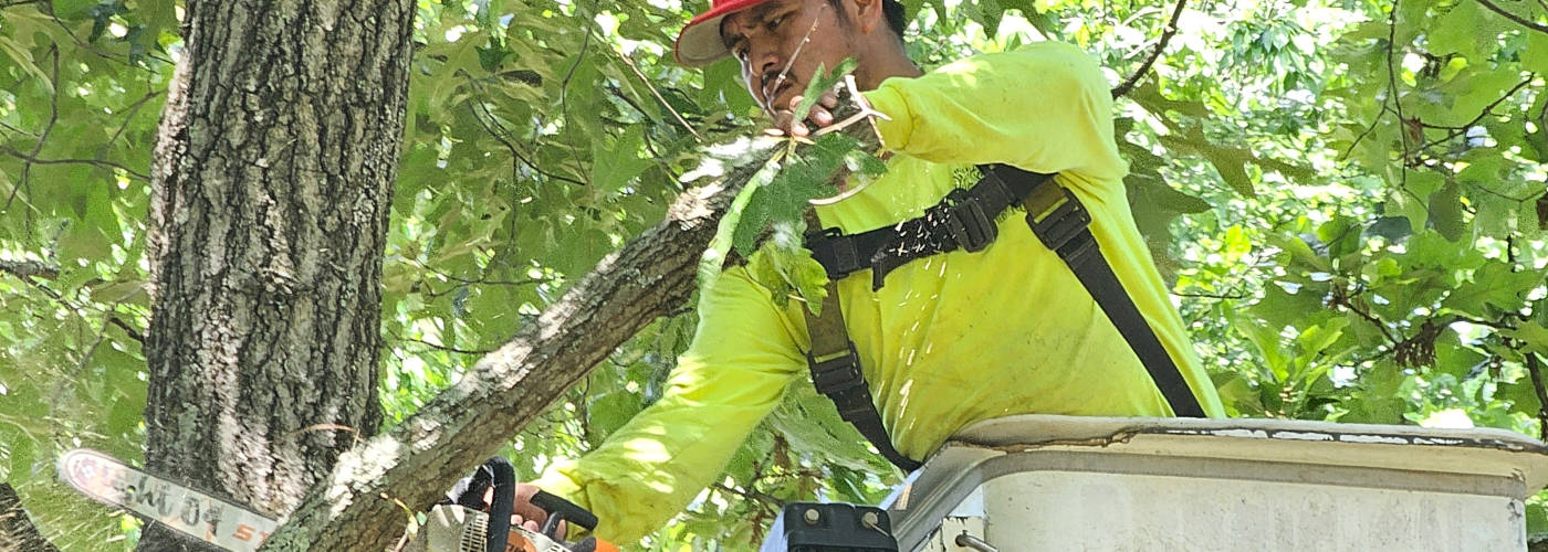 Featured Image for Brothers Tree Service LLC